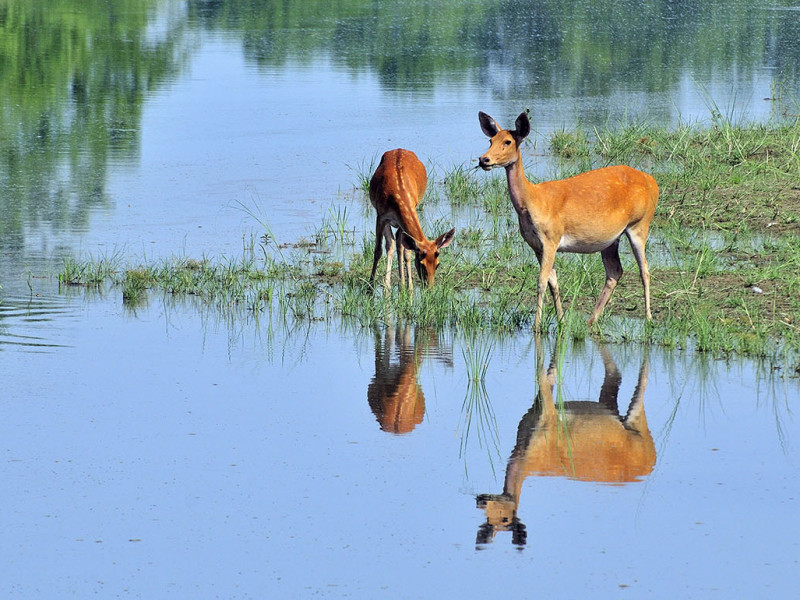 कोरोना कहरमा मन बहलाउने तस्वीरहरू
